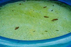 How to Eradicate Pool Mustard Algae Effectively 2024