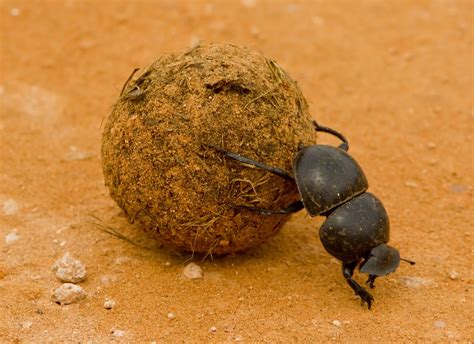 Dung Beetles | Dung Beetle Facts | DK Find Out Insect Orders, Grazing Animals, List Of Animals ...