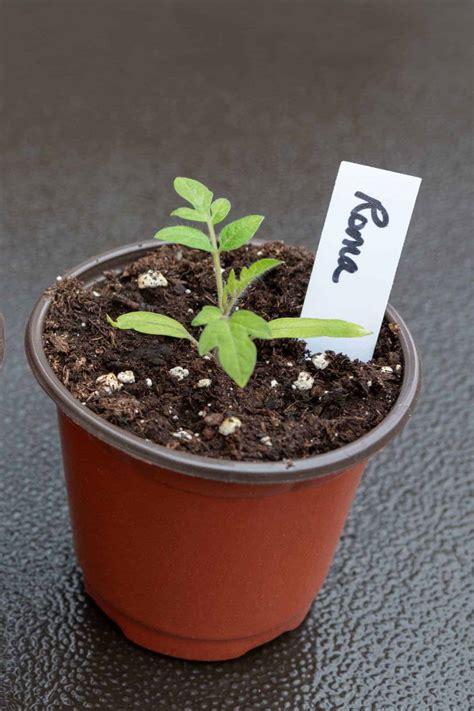 Roma tomato 🍅 🌿 Discover the secrets to growing and enjoying this favorite variety