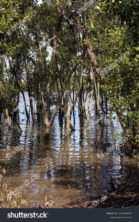 Black Mangroves Growing Edge Hunter River Stock Photo 2221946843 | Shutterstock