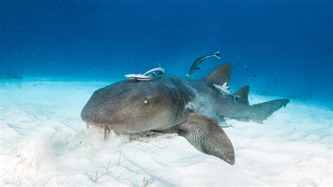 13 Facts About Nurse Sharks | Mental Floss