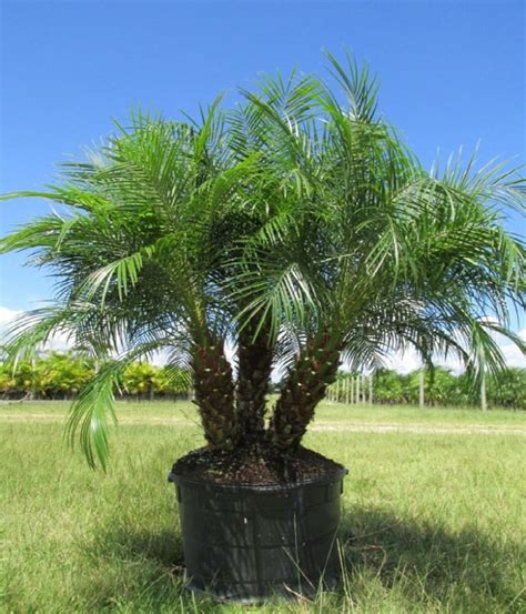 Pygmy Date Palm Phoenix Roebelenii 20 Seeds - Etsy