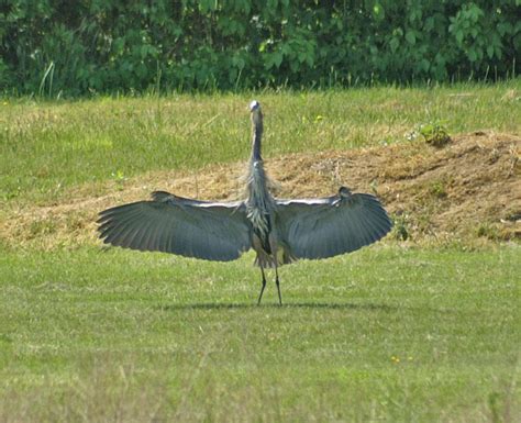 Great Blue Heron Wingspan by Penski125 on DeviantArt