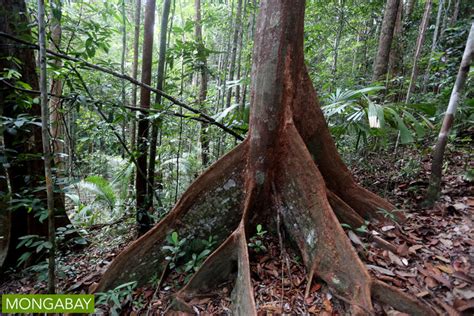 Sarawak rainforest