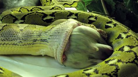 Burmese Python Feeding Videos - werohmedia