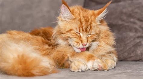 Orange Maine Coon Cat Breed Profile: Care, Traits, Facts, & More - Love ...