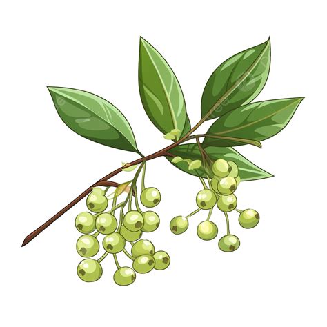 White Berries PNG, Vector, PSD, and Clipart With Transparent Background for Free Download | Pngtree