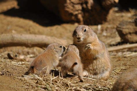 Black-tailed prairie dog | Smithsonian's National Zoo