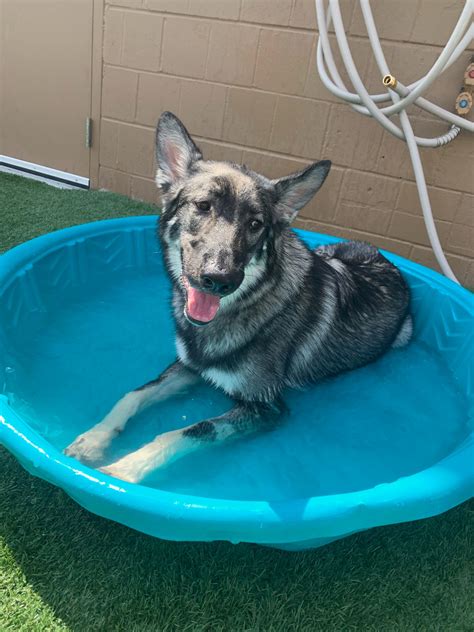 Pool Party! - Dogtopia of Maplewood