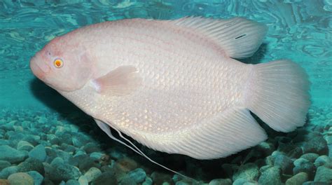 Since a few years ago, the giant gourami is a personal favorite of mine ...