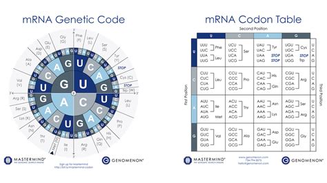Codon Charts - Codon Table Sheets - Genomenon
