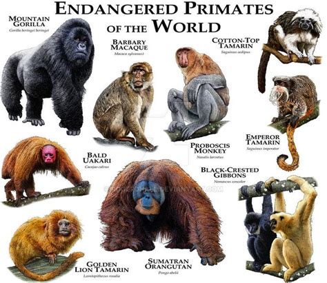 Resultado de imagen para primates | Primates, Most endangered animals ...