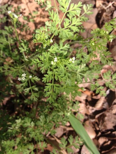 Plant Identification: Another weed from N. central Texas, 1 by ...