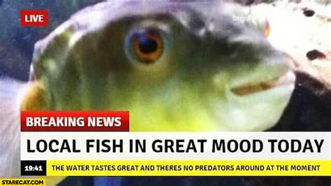 Breaking news local fish in great mood today | StareCat.com