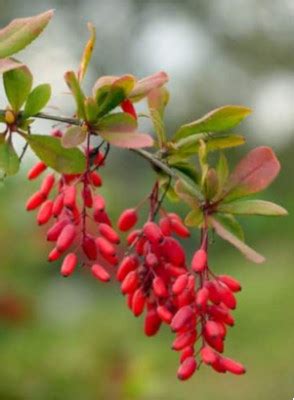 Indian Barberry extract (Berberine)