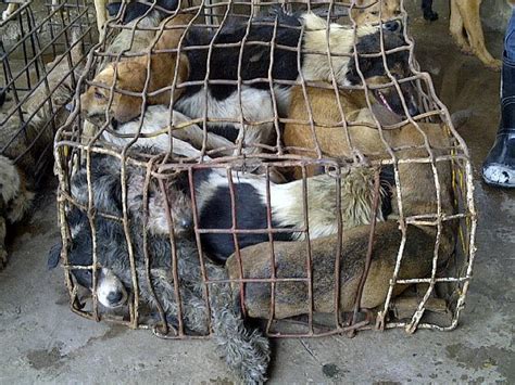 Cruel dog meat trade in Southeast Asia needs your help! - Animal Ideology