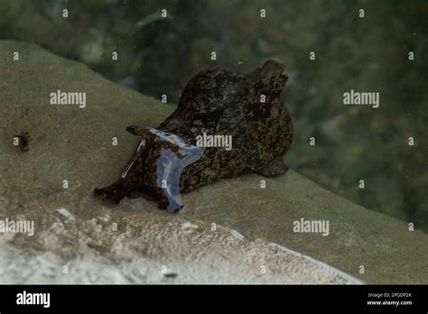 Anaspidea. A Taxon of Sea Slugs Stock Photo - Alamy