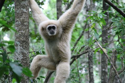 Monkeyland Primate Sanctuary « Monkeyland Primate Sanctuary Plett Tourism – Accommodation ...