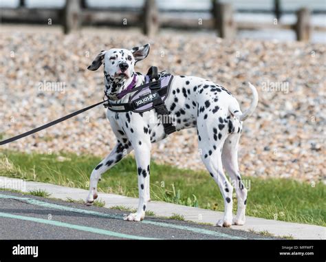 Black spotted dalmatian hi-res stock photography and images - Alamy