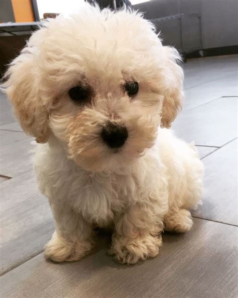 Marley •bichapoo• Bichon-poodle mix• Bichon Poodle Mix, Cuteness Overload, Marley, Puppy Love ...