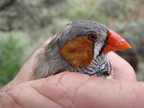 Zebra Finches Male And Female