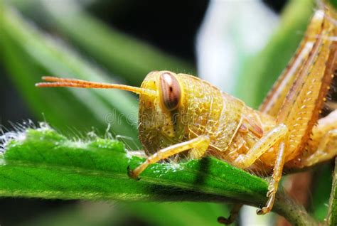 Yellow Grasshopper stock image. Image of jungle, nature - 12264263