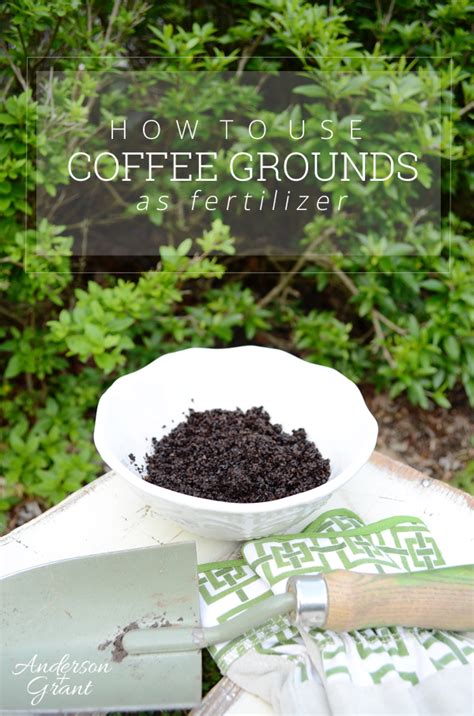 How to Use Coffee Grounds as Garden Fertilizer | anderson + grant