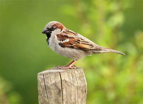 House sparrow | Urban, Passer Domesticus, Invasive Species | Britannica