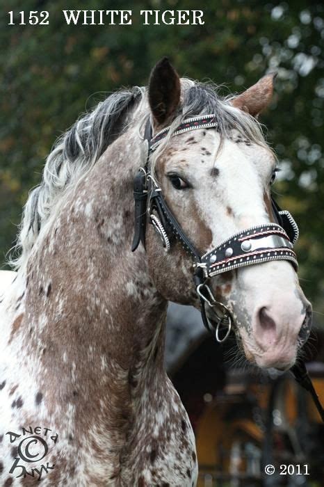 Noriker stallion White Tiger ~ The Noriker horse, also called the Norico-Pinzgauer and ...