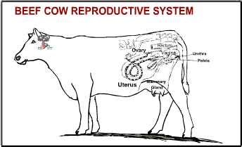 Estrous Cycle Learning Module | UNL Beef