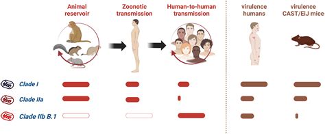 Pathogenesis of the circulating mpox virus and its adaptation to humans ...