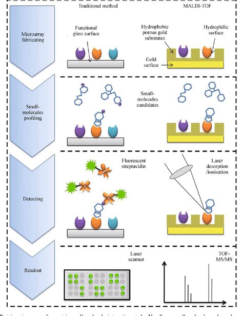 Functional protein microarray: an ideal platform for investigating ...