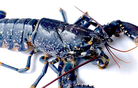 Buy Live Blue Lobster Online Delivery Singapore | Buy Blue Lobster