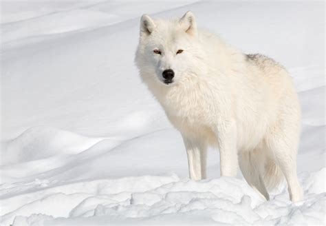 5 Things You Didn’t Know About The Arctic Wolf - Wild Animal Safari