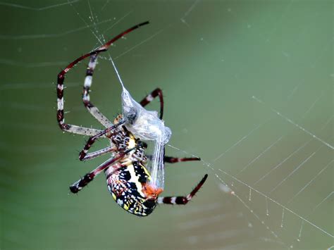 8 Captivating Facts About Spider Silk