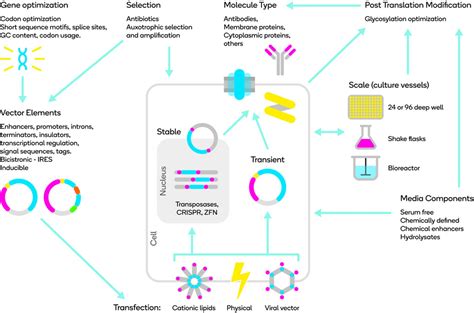 Optimization of Protein Expression in Mammalian Cells - Hunter - 2019 ...