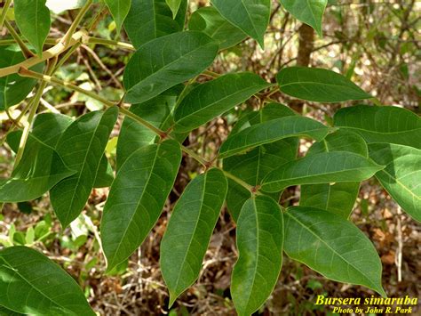 Bursera simaruba - Photos - ISB: Atlas of Florida Plants - ISB: Atlas ...