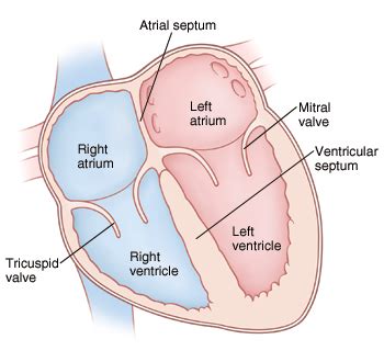 What is located between the upper and lower chambers of the heart? | Socratic