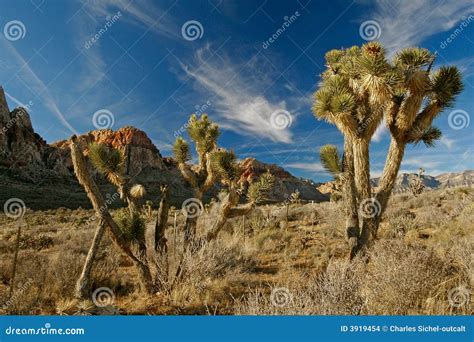 Sunset at Red Rock Canyon stock photo. Image of desert - 3919454