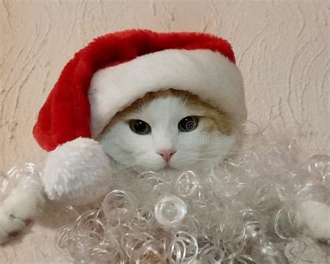 Cat with santa hat stock image. Image of domestic, christmas - 135075283