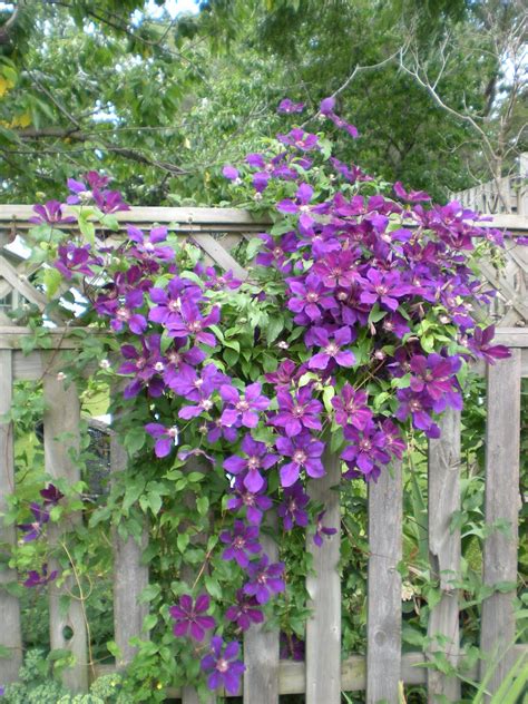 Mad Dogs and Englishmen: Let's Talk Clematis ...