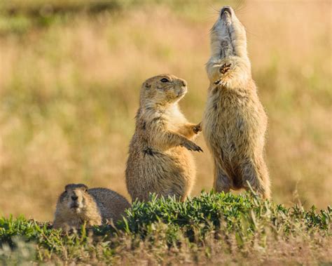 Zenfolio | Trailside Photography | Wildlife | Prairie Dogs (Cynomys ludovicianus) Jump-Yip ...