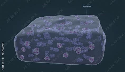 Chondrocytes are the cells responsible for cartilage formation Stock ...