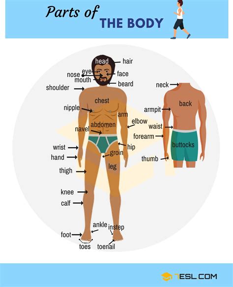 Human Body Parts Names in English with Pictures • 7ESL | Human body ...