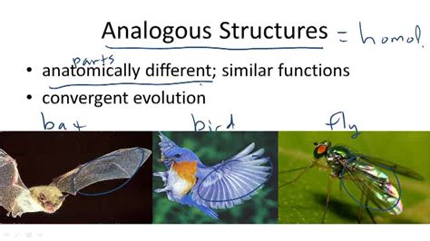 Evidence for Evolution - Example 3 ( Video ) | Biology | CK-12 Foundation