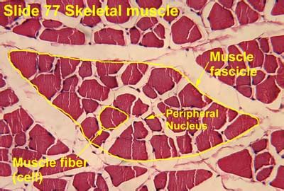 Fascículo muscular - Muscle fascicle - abcdef.wiki