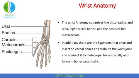 Wrist Anatomy: Bones, Ligaments & Joints | OrthoFixar 2024