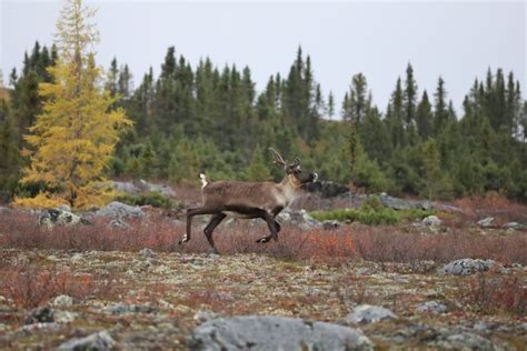 Wildlife Update- Caribou Migration - Gangler's Canada Northern Lights Tours