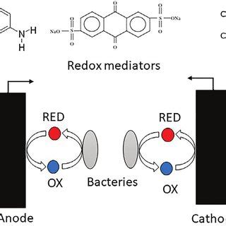 1 Schema of mediated electron transfer and examples of redox molecules. | Download Scientific ...