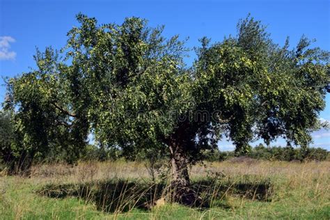 Tree, Ecosystem, Vegetation, Shrubland Picture. Image: 112497256